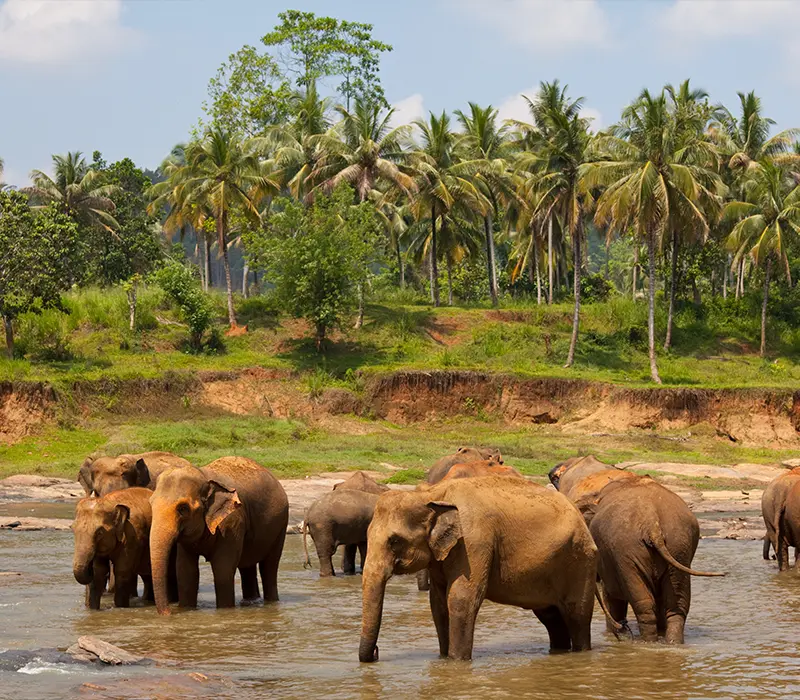 Sri Lanka International Destination